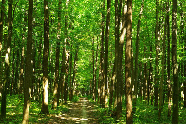 Path in summer green forest